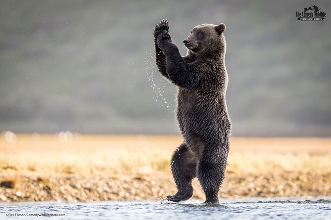 Finalisté fotografické soutěže Comedy Wildlife Photography Awards 2021