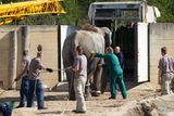 Nejdřív šla na řadu samice Gulab. Právě míří do přepravního kontejneru. Nový sloninec bude součástí rozsáhlého komplexu venkovních sloních expozic, který se návštěvníkům otevře na jaře 2013.