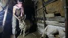 A Palestinian smuggles a sheep into the Gaza Strip through a tunnel under the Egypt-Gaza border at Rafah. -- Muslims all over the world celebrate the religious holiday of Eid al-Adha on 28th November. During the festival, they sacrifice sheep, goats, cows and camels to mark the Prophet Abraham's readiness to sacrifice his son to show obedience to God. Gaza.