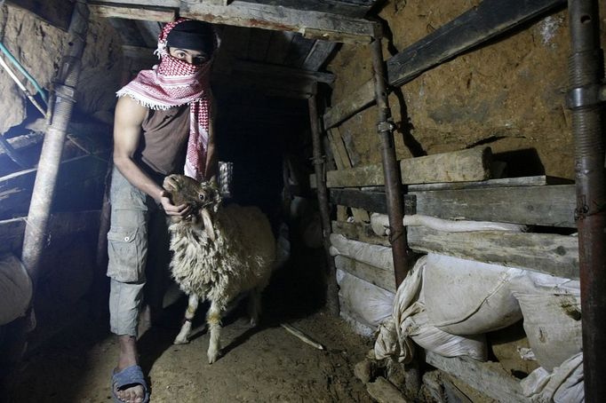 A Palestinian smuggles a sheep into the Gaza Strip through a tunnel under the Egypt-Gaza border at Rafah. -- Muslims all over the world celebrate the religious holiday of Eid al-Adha on 28th November. During the festival, they sacrifice sheep, goats, cows and camels to mark the Prophet Abraham's readiness to sacrifice his son to show obedience to God. Gaza.