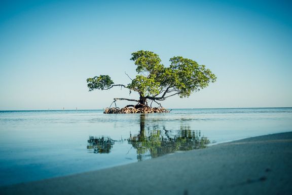 Kořeny mangrov vyrůstají z moře.