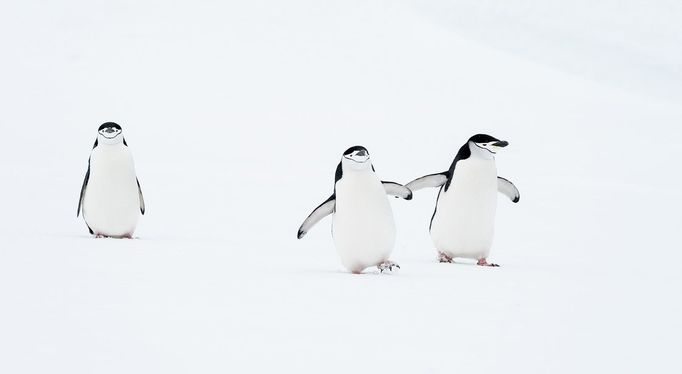 První snímky z letošního ročníku soutěže Nikon Comedy Wildlife Awards