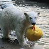 Zoo Brno - lední medvědi
