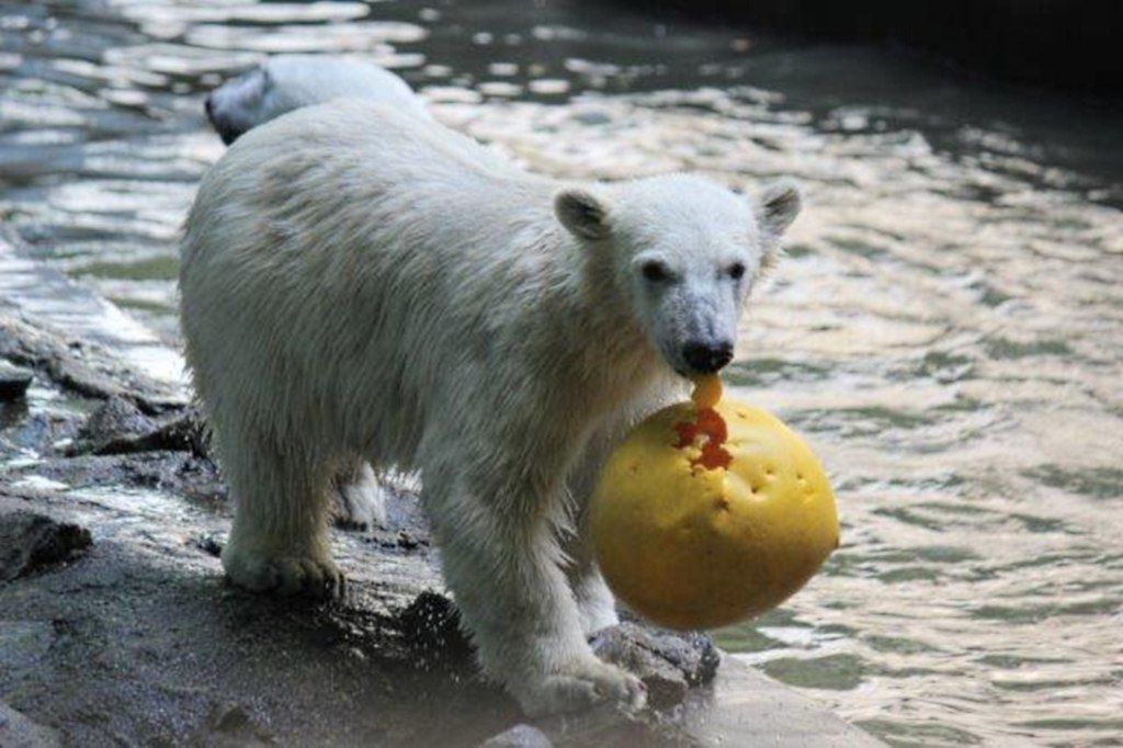 Zoo Brno - lední medvědi