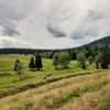 Šumava, Hamerský potok, Vydra