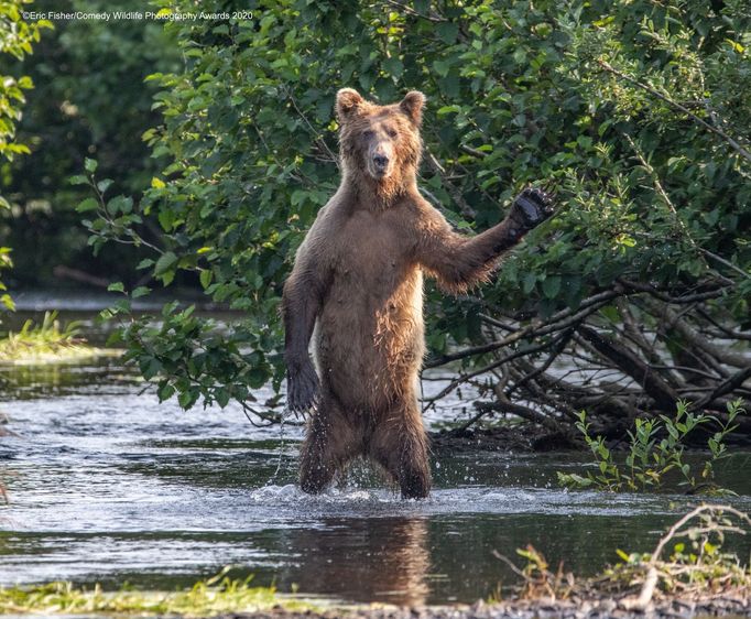 Zábavné fotky zvířat: finalisté soutěže Comedy Wildlife Awards 2020