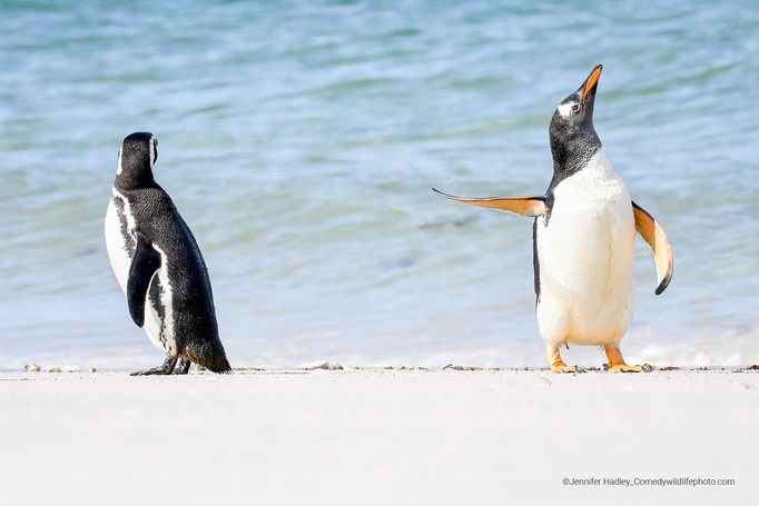 Vítězové soutěže Comedy Wildlife Photography Awards 2022