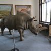 Pálení rohů nosorožců v ZOO Dvůr Králové