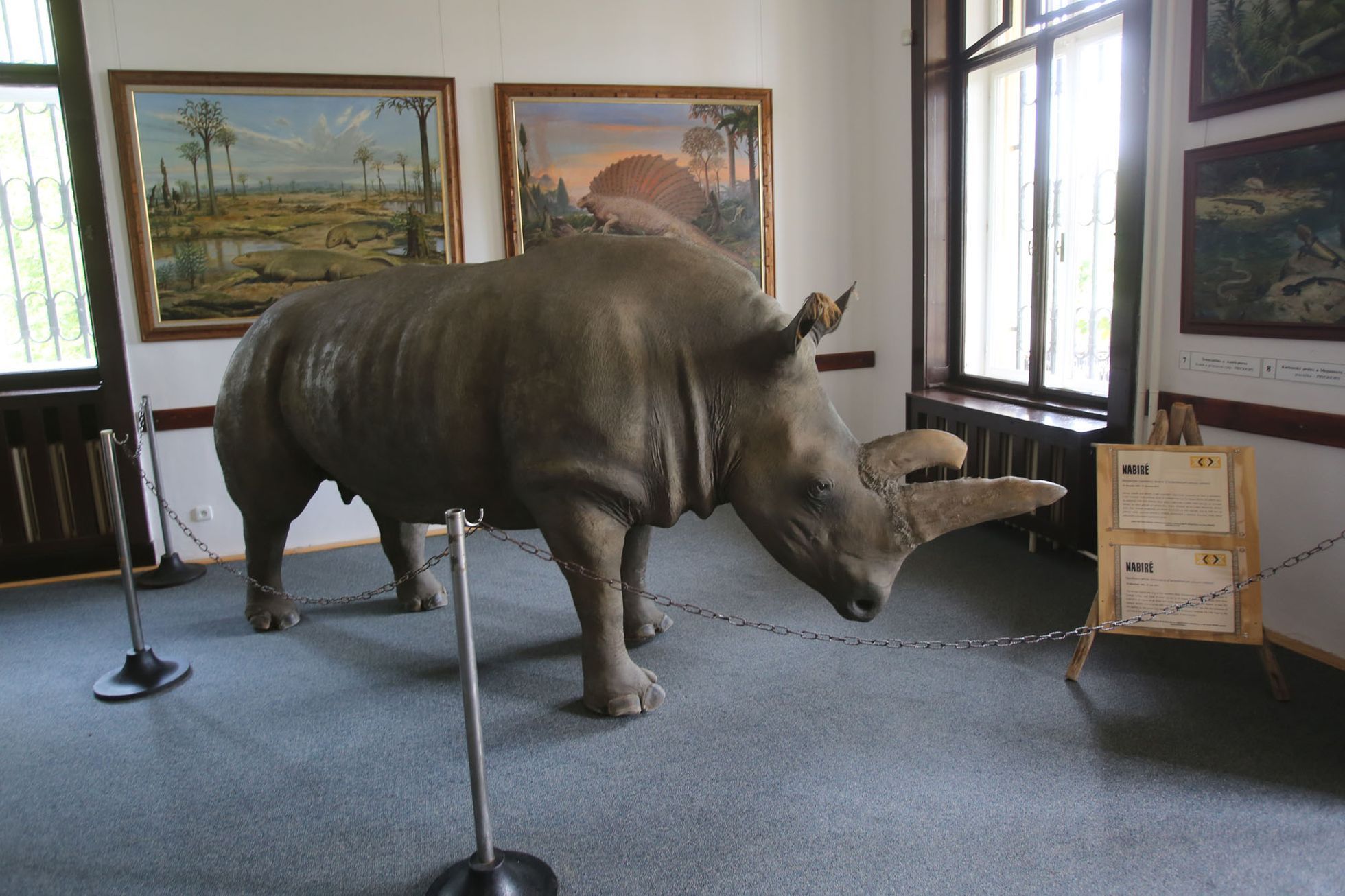 Pálení rohů nosorožců v ZOO Dvůr Králové
