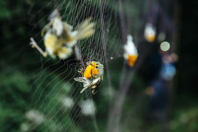 Nominace na Czech Press Photo 2019 - Životní prostředí