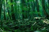 Les sebevrahů – Na úpatí hory Fudži se nachází les Aokigahara, kde se rozhodne ukončit svůj život dobrovolně až stovka Japonců ročně. Místní obyvatelé mají za to, že tento trend odstartovala kniha spisovatele Seicho Matsumota, která vypráví o sebevraždě dvou mladých milenců právě v tomto lese. Policie, která do lesa vyráží jednou ročně, aby nešťastníky sundala ze stromů a zařídila jim pohřeb, rozmístila po lese cedulky odrazující lidi od páchání sebevražd. Problém tu je i s turisty, kteří doufají, že při procházce lesem na nějakého toho oběšence narazí, a také se zloději, jež mrtvé okrádají.