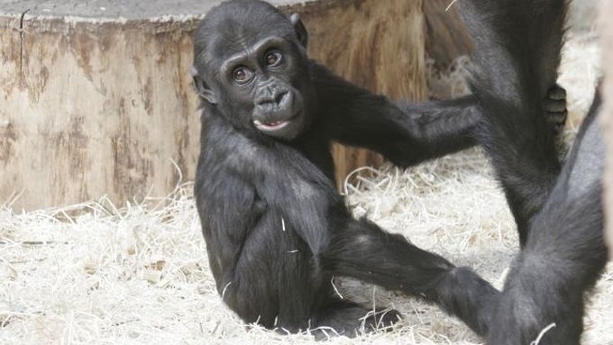 Gorilka Moja ze Zoo Praha