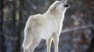 An Arctic wolf howls while standing in its enclosure at Wolfspark Werner Freund, in Merzig in the German province of Saarland January 24, 2013. German wolf researcher Werner Freund, 79, established the wolf sanctuary in 1972 and has raised more than 70 animals over the last 40 years. The wolves, acquired as cubs from zoos or animal parks, were mostly hand-reared. Spread over 25 acres, Wolfspark is currently home to 29 wolves forming six packs from European, Siberian, Canadian, Artic and Mongolian regions. Werner has to behave as the wolf alpha male of the pack to earn the other wolves respect and to be accepted. Picture taken January 24, 2013. REUTERS/Lisi Niesner (GERMANY - Tags: ANIMALS SOCIETY) Published: Led. 26, 2013, 2:44 odp.