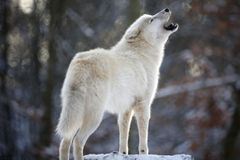 Fotopast zachytila v Jeseníkách vlka, poprvé po deseti letech