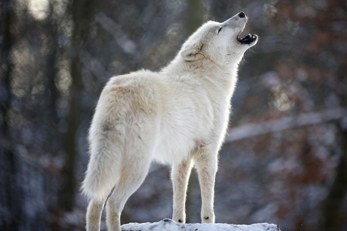 An Arctic wolf howls while standing in its enclosure at Wolfspark Werner Freund, in Merzig in the German province of Saarland January 24, 2013. German wolf researcher Werner Freund, 79, established the wolf sanctuary in 1972 and has raised more than 70 animals over the last 40 years. The wolves, acquired as cubs from zoos or animal parks, were mostly hand-reared. Spread over 25 acres, Wolfspark is currently home to 29 wolves forming six packs from European, Siberian, Canadian, Artic and Mongolian regions. Werner has to behave as the wolf alpha male of the pack to earn the other wolves respect and to be accepted. Picture taken January 24, 2013. REUTERS/Lisi Niesner (GERMANY - Tags: ANIMALS SOCIETY) Published: Led. 26, 2013, 2:44 odp.