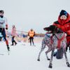 pes mushing běžky lyže zima