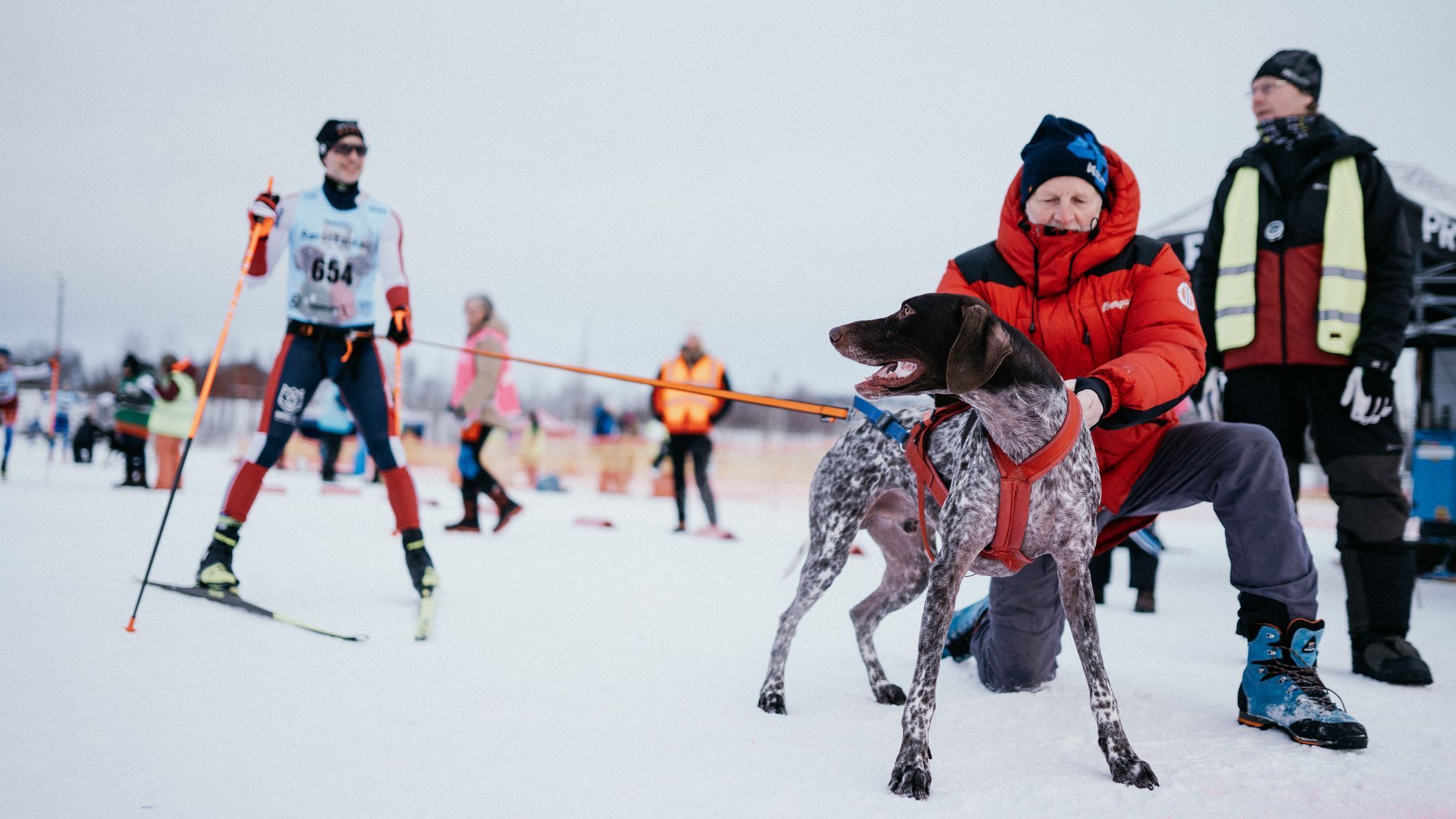 pes mushing běžky lyže zima