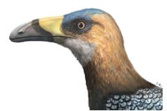 Pták s tukaním zobákem vědcům ukázal rozmanitost dávných opeřenců. Vytiskli ho ve 3D