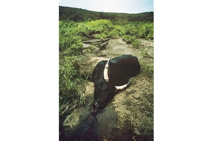 Kus dobytka udušený po limnické erupci u jezera Nyos, srpen 1986. Oblak CO2 usmrtil na 3 500 zvířat a téměř 1 800 lidí v okolních vesnicích.