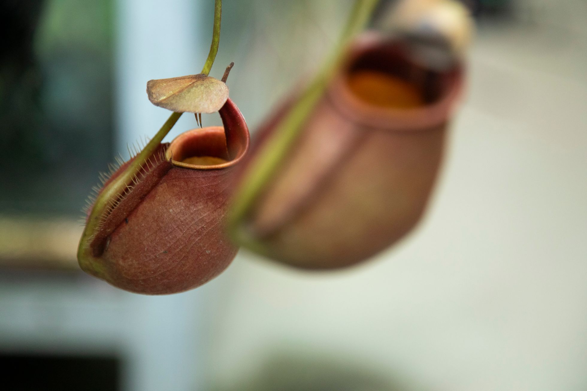 Masožravky v botanické zahradě v Troji
