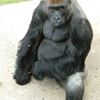Zoo Dvůr Králové - gorilí samec Tadao