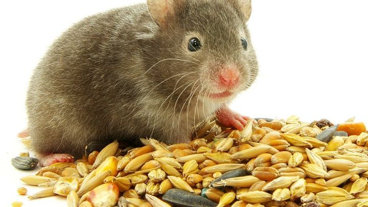 Pokus na křečcích ukazuje, že roušky snižují šíření koronaviru
