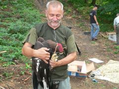 S monitorováním vypuštěných orlů pomáhá světově uznávaný odborník na radiotelemetrii Lubomír Peške.