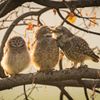 Vítězné fotografie ze soutěže Nikon Comedy Wildlife Awards 2024
