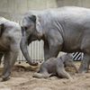 První slůně v pražské zoo