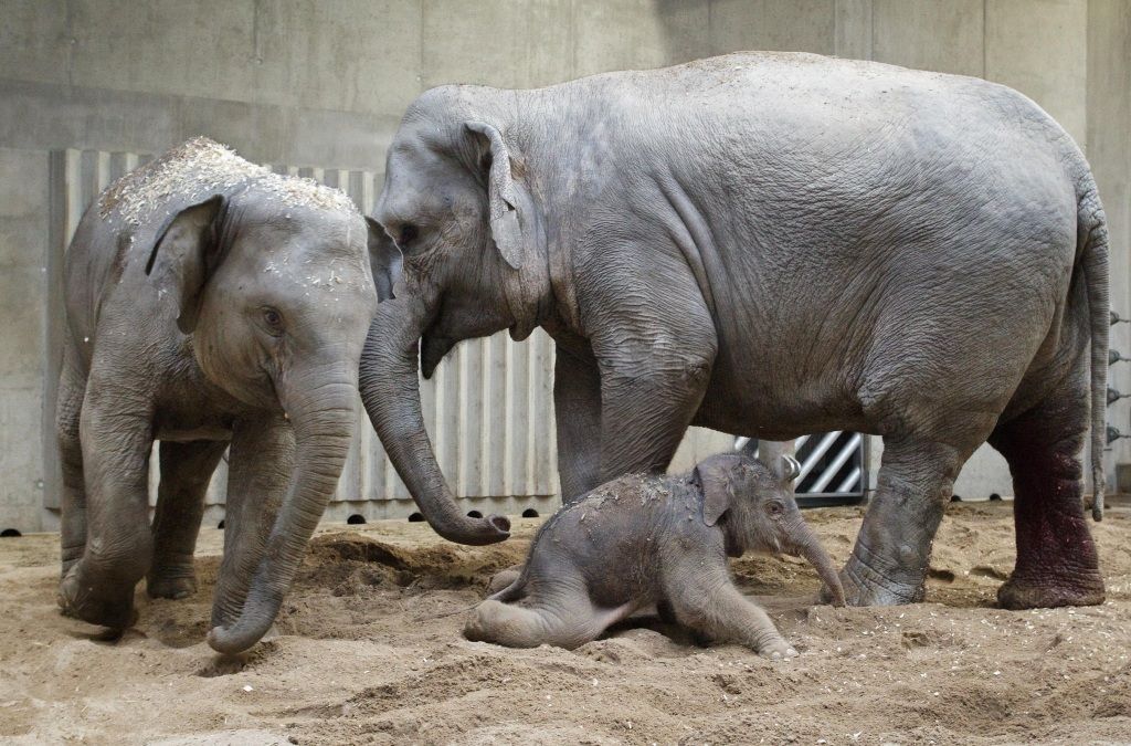 První slůně v pražské zoo
