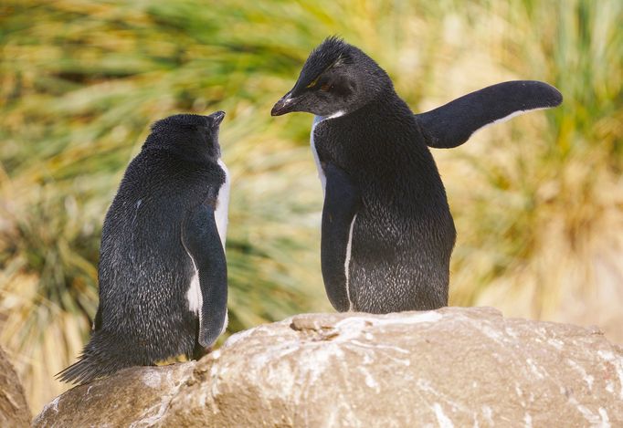 Finalisté fotosoutěže Comedy Wildlife Photography Awards 2018