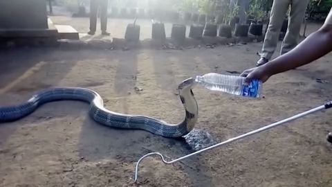 Žíznivá kobra vyděsila vesnici. Odvážlivec dal zvířeti napít z lahve