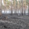 Les požár lesní hasiči Vratov