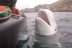 Chovala se podivně. Norové objevili vycvičenou velrybu, nejspíš patřila ruské armádě
