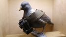 A mock-up of a pigeon with a small camera is seen on display at the 'Top Secret' Spy Museum in Oberhausen, July 10, 2013. The museum presents various objects, devices and gadgets used for spying or related to espionage. REUTERS/Ina Fassbender (GERMANY - Tags: SOCIETY ENTERTAINMENT) Published: Čec. 10, 2013, 2:59 odp.