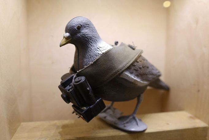 A mock-up of a pigeon with a small camera is seen on display at the 'Top Secret' Spy Museum in Oberhausen, July 10, 2013. The museum presents various objects, devices and gadgets used for spying or related to espionage. REUTERS/Ina Fassbender (GERMANY - Tags: SOCIETY ENTERTAINMENT) Published: Čec. 10, 2013, 2:59 odp.