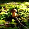 NEPOUŽÍVAT !!! Fotosoutěž houby 2017