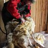 Na vlně - byznys s vlnou, ovcemi a kozami