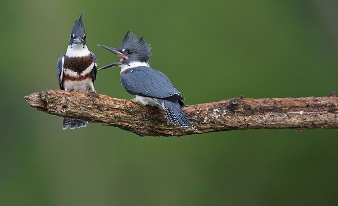 Finalisté fotosoutěže Comedy Wildlife Photography Awards 2018