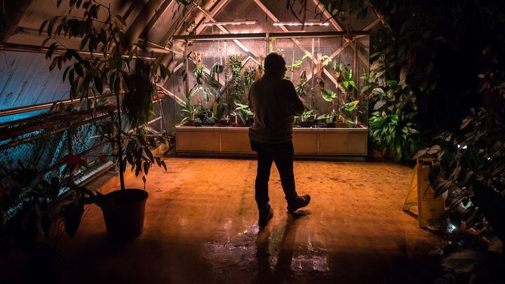 Noční Fata Morgana. Botanická zahrada láká na vodopád i nejmenší leknín na světě; Zdroj foto: Jakub Plíhal