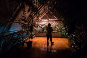 Noční Fata Morgana. Botanická zahrada láká na vodopád i nejmenší leknín na světě