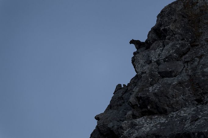 Vincent Munier: sněžný levhart