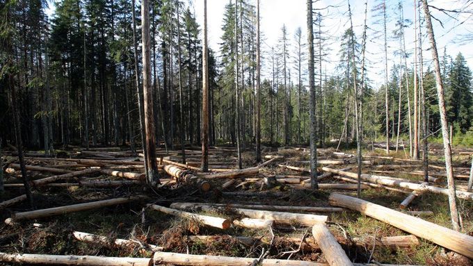 Lesy vykácené kvůli kůrovci.