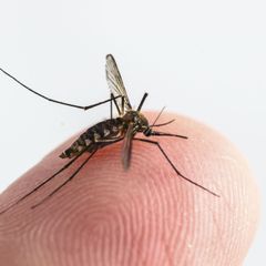 Komár -přenašeč infekce
