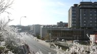 Květena z Parukářky rámuje pohled na Olšanské náměstí. Vypadá jako z pohlednice z doby nadšené pro modernizaci Žižkova.
