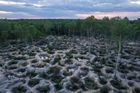Je to ekologická katastrofa nebývalých rozměrů. Nelegální těžba jantaru ničí ukrajinské lesy