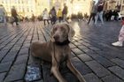 Proměna agresivního Akima. Jak se jedna žena přestala bát vlastního psa