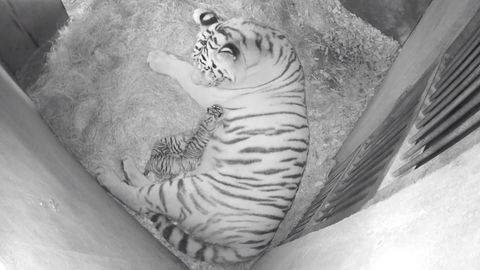 Rozněžněte se pohledem na čerstvá mláďata tygříků v porodním boxu