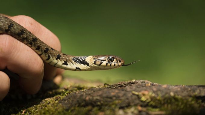 Pašerák měl v kapsách i hady, kteří se v Číně přirozeně nevyskytují.