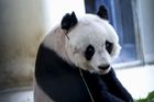 Nejstarší pandí samec zemřel ve věku 31 let. Zplodil 140 potomků a zasloužil se o zachování druhu